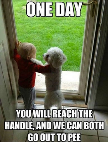 funny dog and baby boy meme