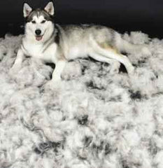 husky dog in pile of hair