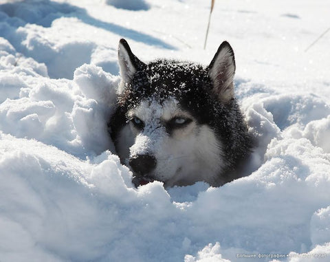 husky in snow hole 