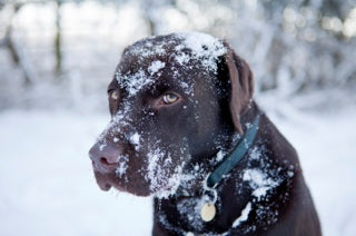 frostbite on chocolate lab
