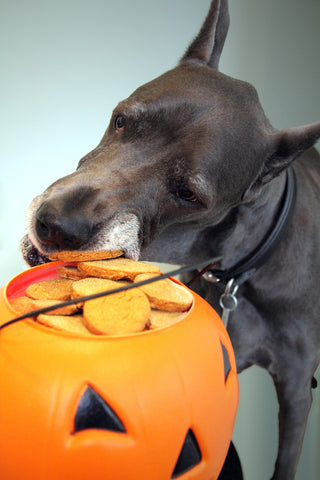 dog stealing treats from a pumpkin