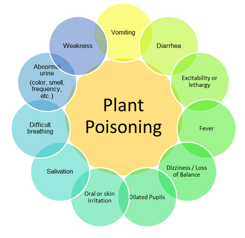 plant poisoning symptom chart