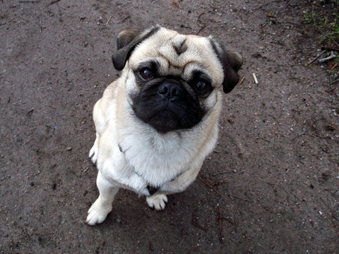 pug dog