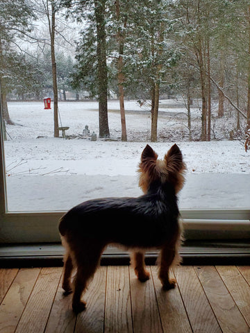 Maya watching snow falling through storm door in winter