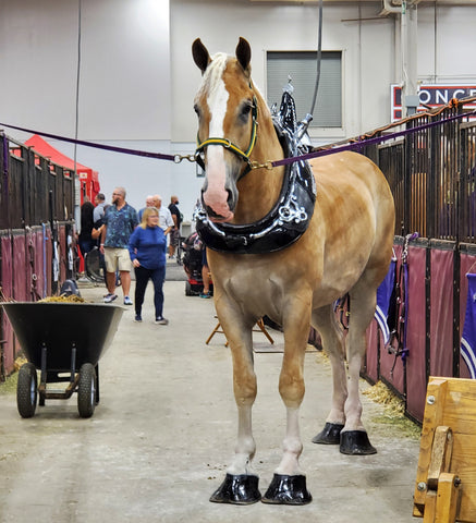 beautiful Belgian horse in one of the livestock buildings at the Indiana State Fair 2023