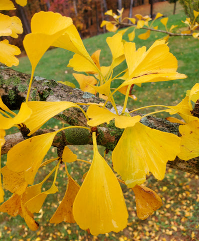 Close up view of golden yellow gingko leaves on a branch. Fallen leaves are scattered in the background on green grass.