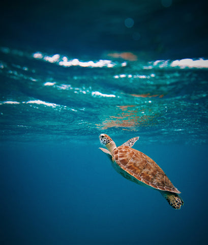 Sea turtle rising to the surface of deep blue water