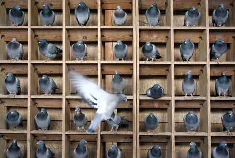 A pigeon takes flight among other pigeons cooped in small boxes