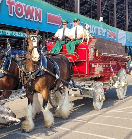 Clydesdale horses pulling Budweiser carriage in parade at Indiana State Fair 2023