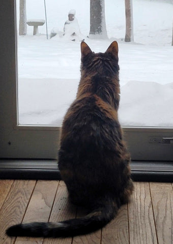 Zora watching snow fall on Buddha statue