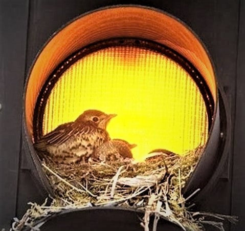 Mama bird with baby birds in a nest build inside a yellow caution traffic light