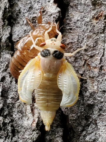 brood x cicada emerging from shell