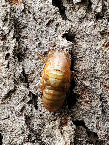 adult cicada emerging from exoskeleton