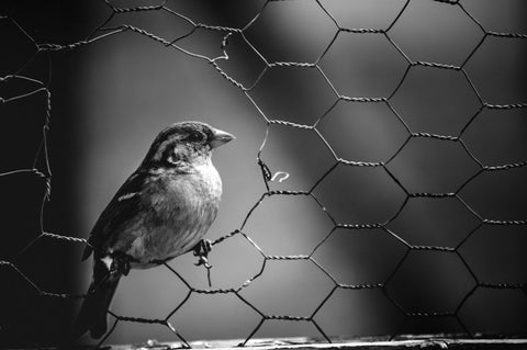 sparrow perched on broken chicken wire