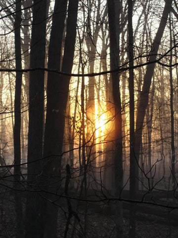 sunrise through bare trees