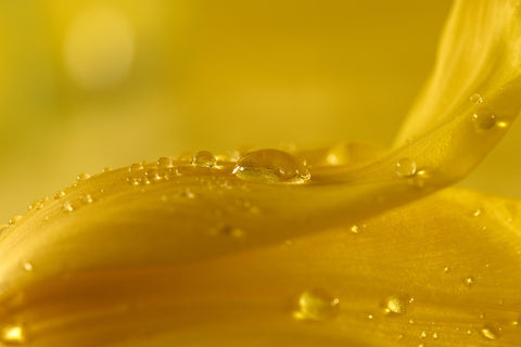 water droplets on yellow tulip petals