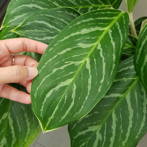 Aglaonema Green (Chinese Evergreen) Plant