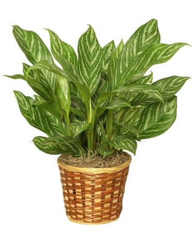 Aglaonema Green (Chinese Evergreen) Plant