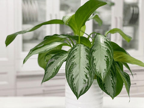 Aglaonema Green (Chinese Evergreen) Plant