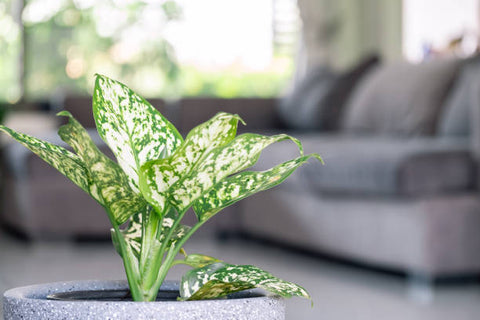 Aglaonema Green (Chinese Evergreen) Plant