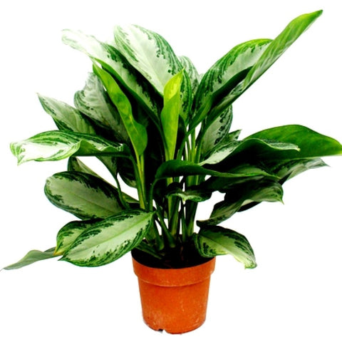 Aglaonema Green (Chinese Evergreen) Plant