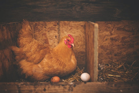 Hen laying eggs in chicken coop stall.