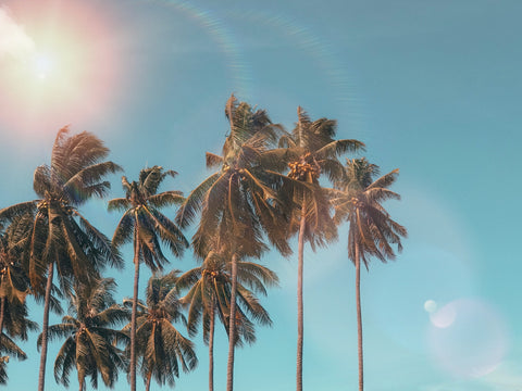 Palm trees in blue sky with sunshine.