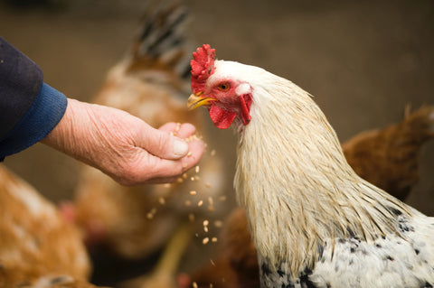 Chicken in chicken coop being fed by a person holding grain in their hand.