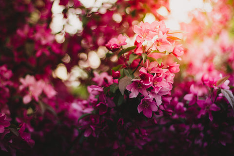 Pink and purple flowers growing outside in sunlight.