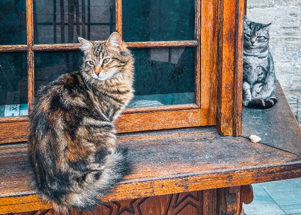 Cats in Istanbul