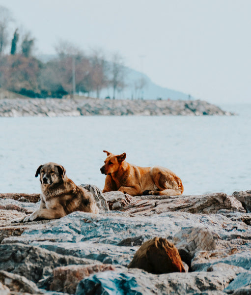Dogs in Istanbul
