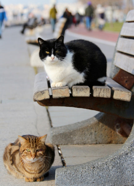 Cats in Istanbul