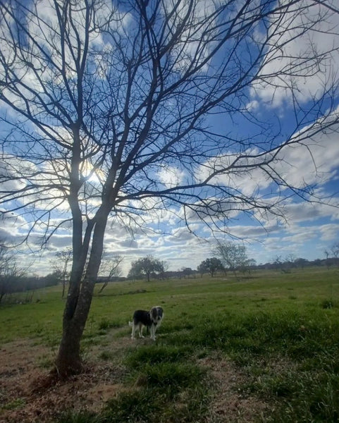 Papi under a tree (Photo Ⓒ Myra Dumapias)