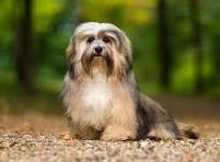Havanese on the look out