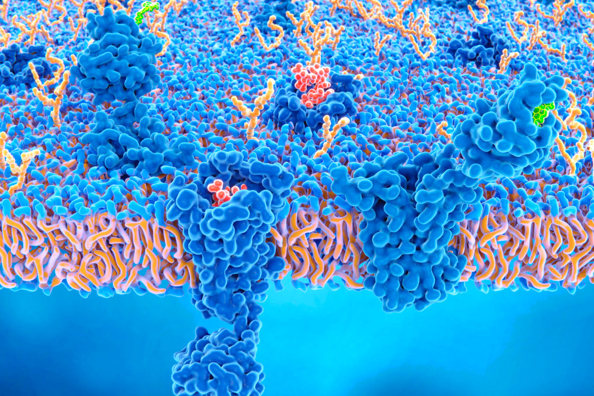 Endocannabinoid System