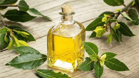 Exploring Laurel Oil: Benefits for Skin