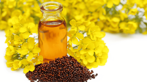 Camelina Seed Oil