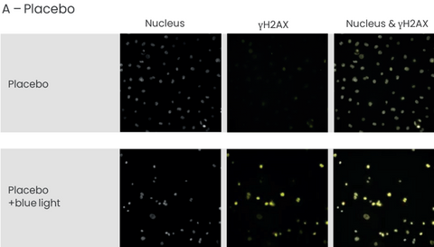 experiment for blue light efficacy using ectoin