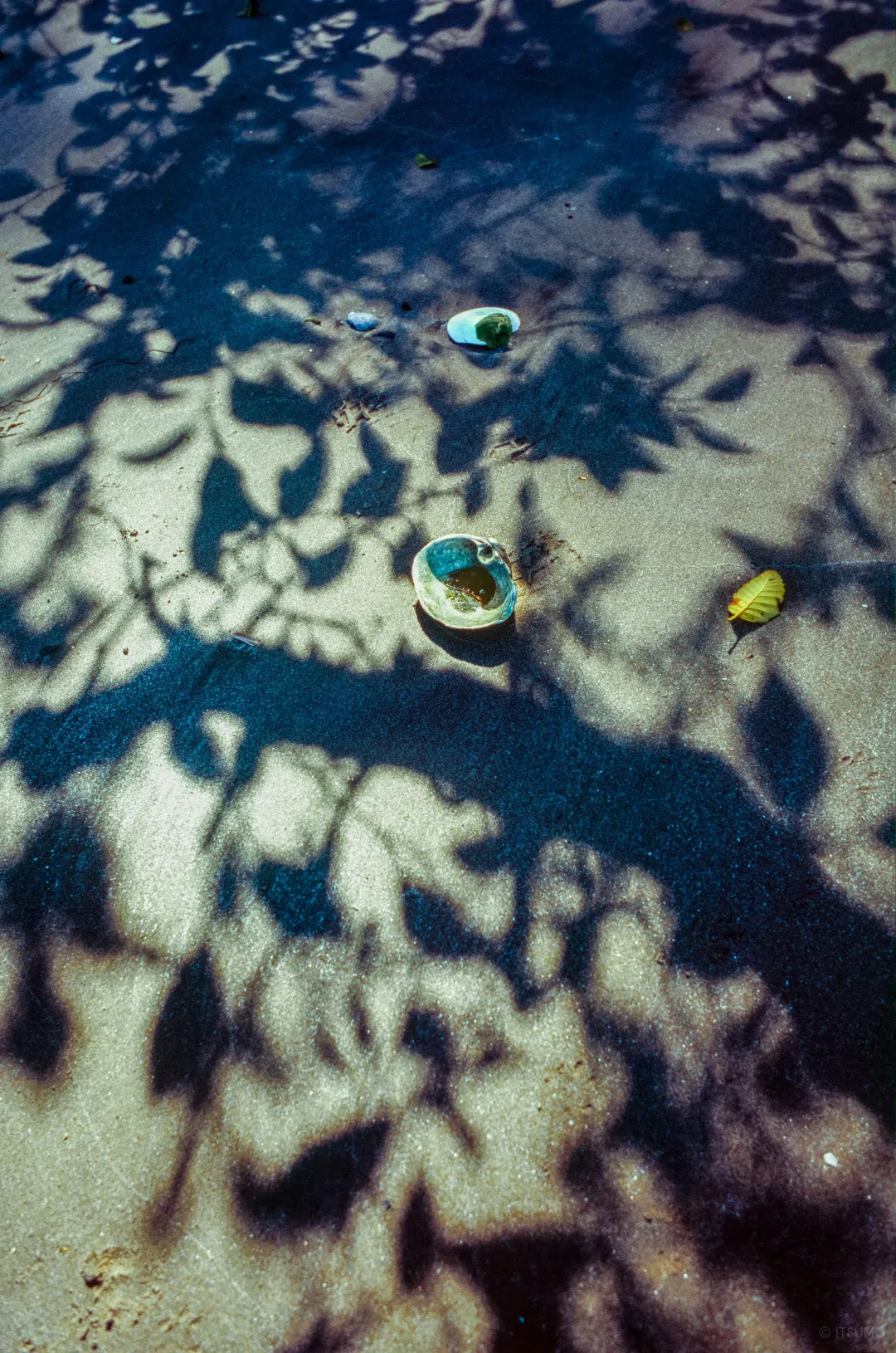 Shadows of tree leaves for the Bowen Island summer Pop Up with Itsumo and Miki Tanaka Jewelry