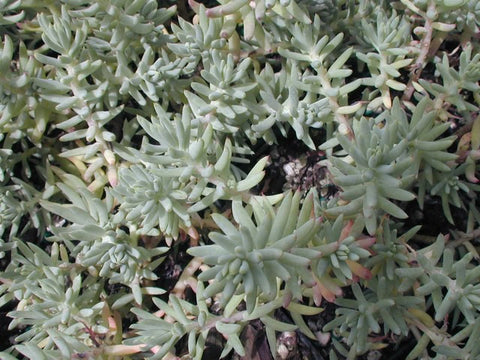 Sedum Montana Orientale  in the Greenrooftops seedmix for green roofs