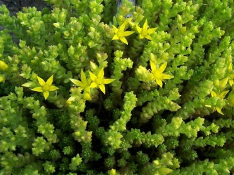 sedum acre  in the Greenrooftops seedmix for green roofs