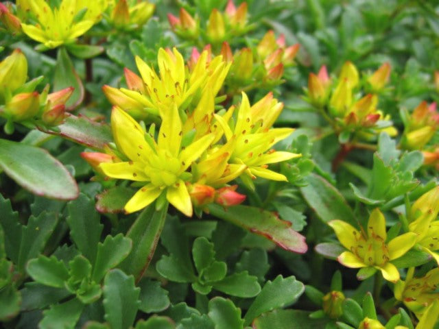 Hybridum Czars Gold in the Greenrooftops seedmix for green roofs