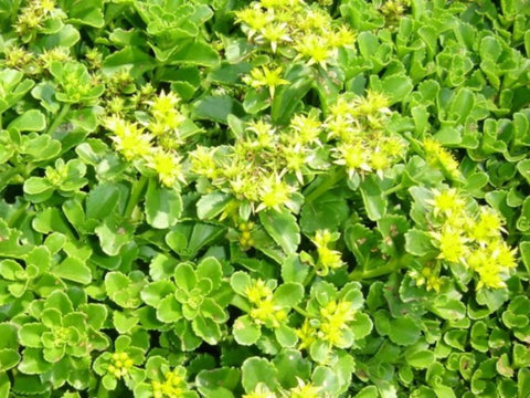 Sedum ellanbianum  in the Greenrooftops seedmix for green roofs