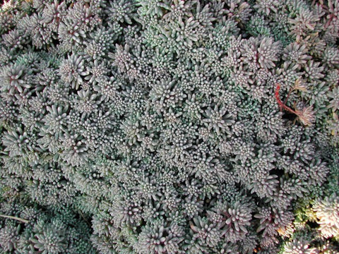Sedum hispanicum  in the Greenrooftops seedmix for green roofs