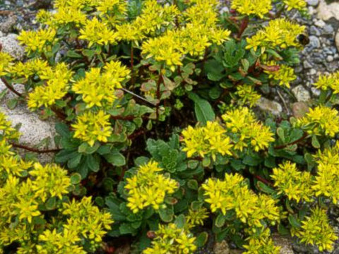 Sedum Varieties in the Greenrooftops seed mix