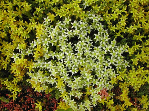 Sedum octoberfest  in the Greenrooftops seedmix for green roofs