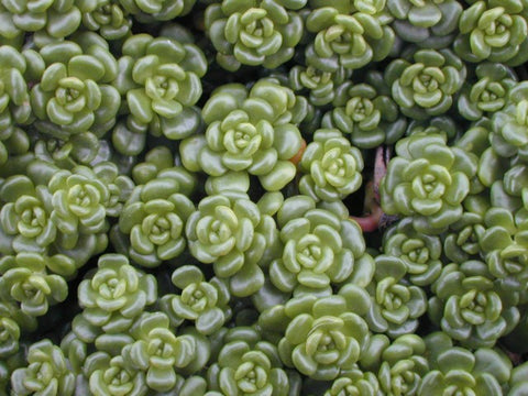 sedum Origanum  in the Greenrooftops seedmix for green roofs
