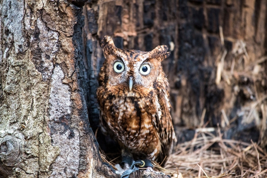 Eastern Screech-Owl
