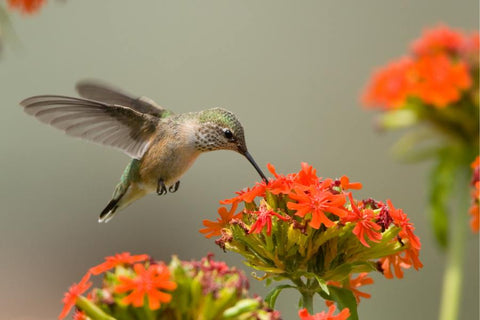 diet of hummingbird
