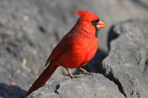 Northern Cardinal